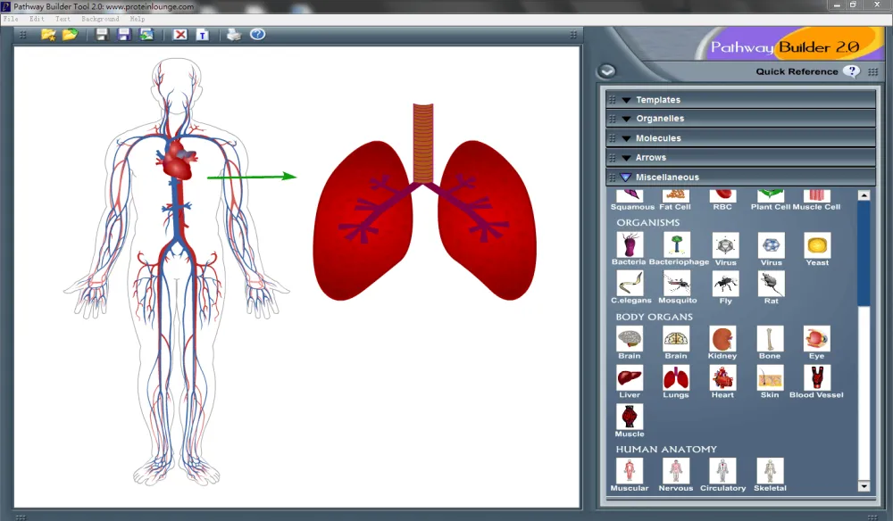 Pathway Builder Tool:信号通路绘图工具