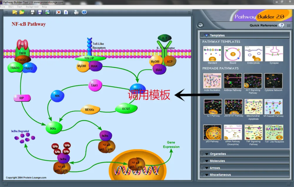 Pathway Builder Tool:信号通路绘图工具