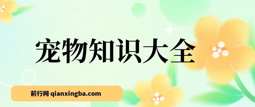 宠物知识大全课程:小众蓝海项目