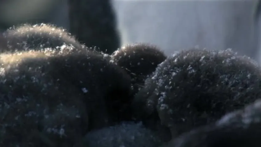 安迪的动物宝宝：儿童动物科普启蒙动画