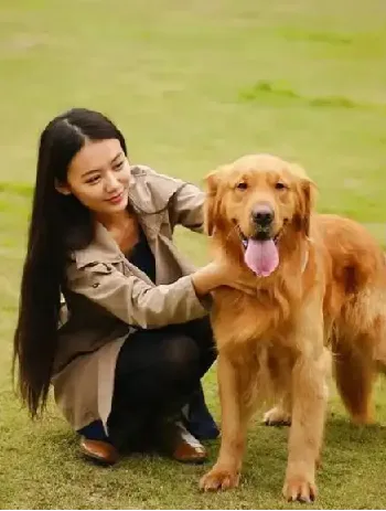 训狗教程视频：训狗师专业指导，零基础自学宠物训练犬课程