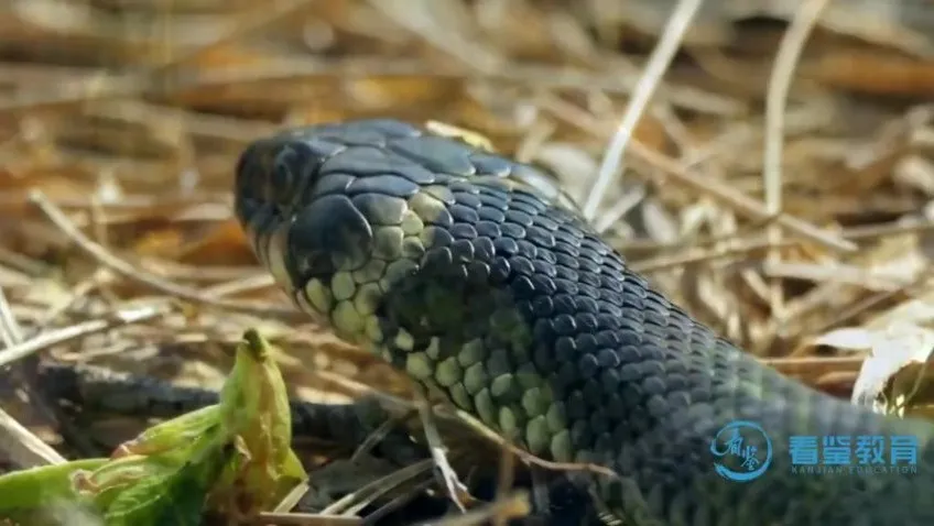 《动物老师教发明:10 大仿生科技启蒙动画课程》