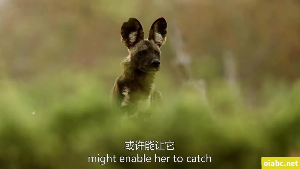 BBC纪录片《王朝 Dynasties》2018英文版全5集 中英双字幕高清收藏