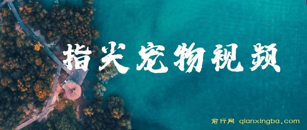 指尖宠物视频AI制作教程,萌宠治愈系短视频变现新玩法