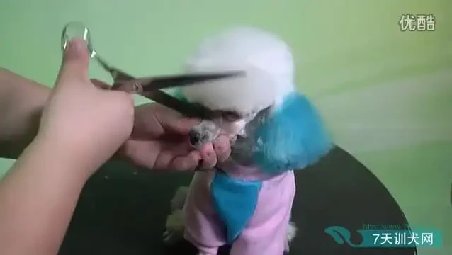 零基础驯狗师课程:幼犬训练与行为纠正全攻略