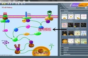 Pathway Builder Tool：信号通路绘图工具