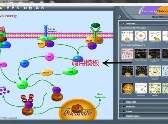 Pathway Builder Tool：信号通路绘图工具