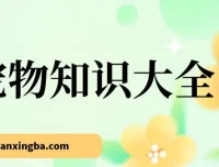 宠物知识大全课程：小众蓝海项目