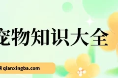 宠物知识大全课程：小众蓝海项目