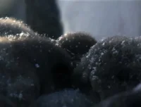 安迪的动物宝宝：儿童动物科普启蒙动画