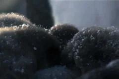 安迪的动物宝宝：儿童动物科普启蒙动画