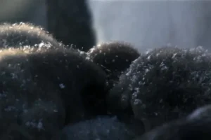 安迪的动物宝宝：儿童动物科普启蒙动画