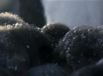 安迪的动物宝宝：儿童动物科普启蒙动画