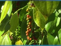 斑马百科：食物的科学之旅，开启美食科普探索