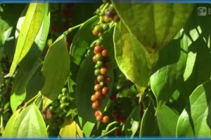 斑马百科：食物的科学之旅，开启美食科普探索