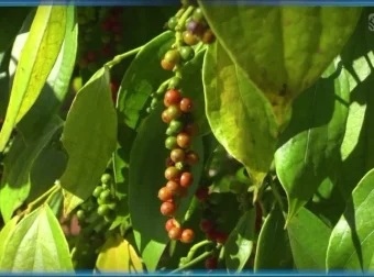 斑马百科：食物的科学之旅，开启美食科普探索