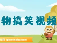 AI动物搞笑视频生成软件：轻松创作原创视频