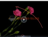 【会跳舞的花朵】频闪花卉创意摄影：从零到精通2小时视频教程