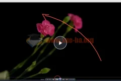 【会跳舞的花朵】频闪花卉创意摄影：从零到精通2小时视频教程