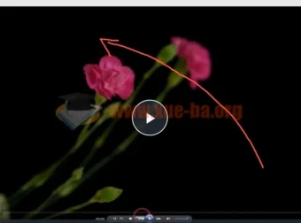 【会跳舞的花朵】频闪花卉创意摄影：从零到精通2小时视频教程