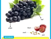 少儿英语启蒙：动物与果蔬主题思维导图资料