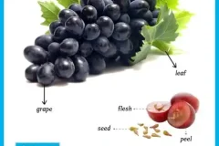 少儿英语启蒙：动物与果蔬主题思维导图资料