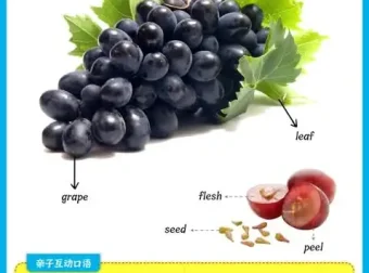 少儿英语启蒙：动物与果蔬主题思维导图资料