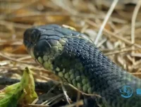 《动物老师教发明：10 大仿生科技启蒙动画课程》