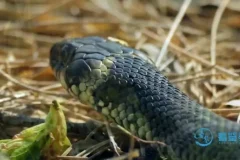 《动物老师教发明：10 大仿生科技启蒙动画课程》