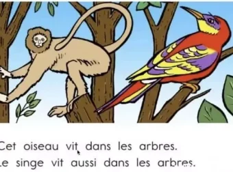 顶点教育少儿法语课：加拿大专家亲授，助力6 – 15岁青少年法语启蒙与进阶