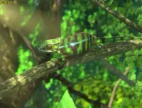 斑马百科：非洲动物世界探秘——儿童非洲野生动物启蒙教材