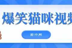 爆笑猫咪视频：视频号搞钱新策略，简单操作日入过K