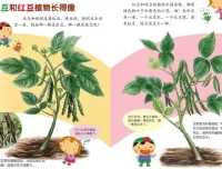 儿童健康科普绘本《豆豆食物》PPT