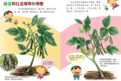 儿童健康科普绘本《豆豆食物》PPT