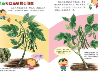 儿童健康科普绘本《豆豆食物》PPT